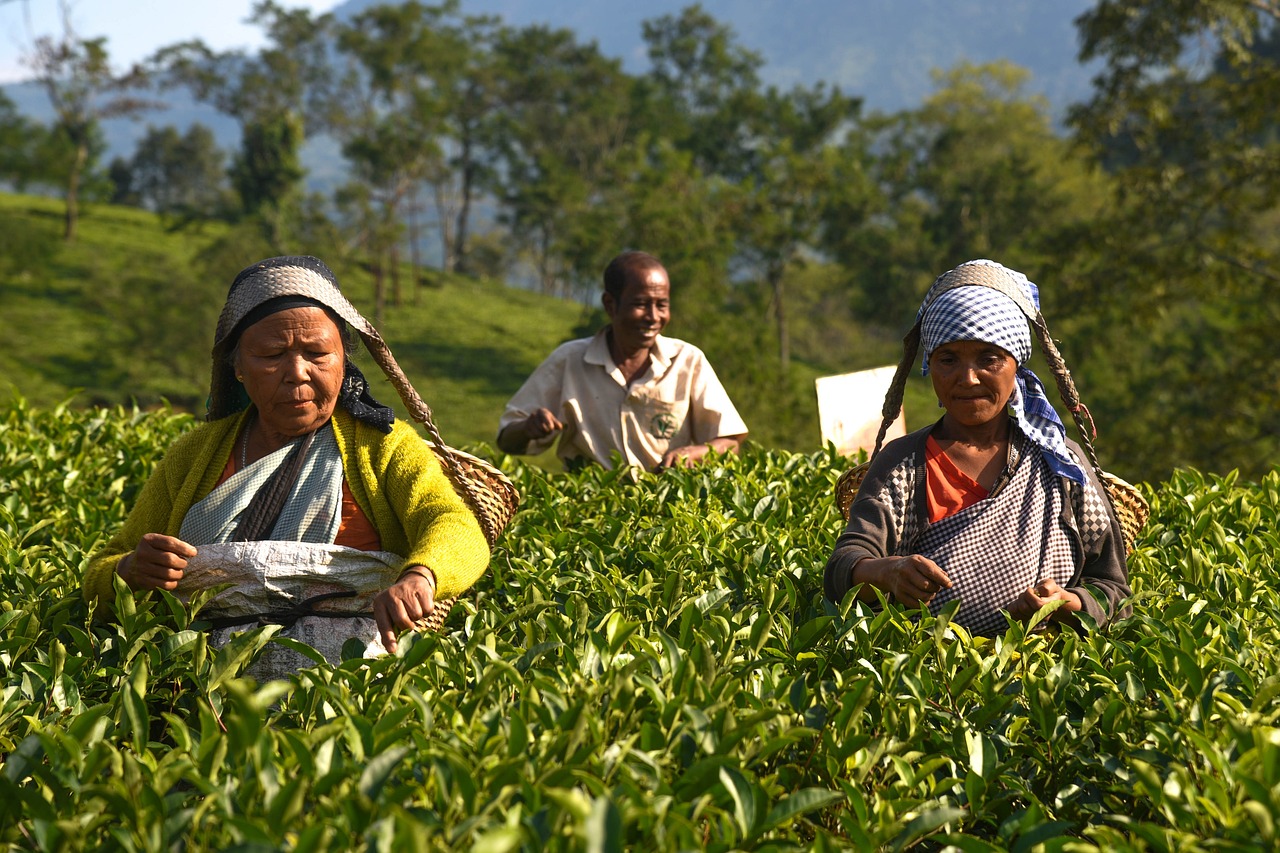 workers in a tea garden